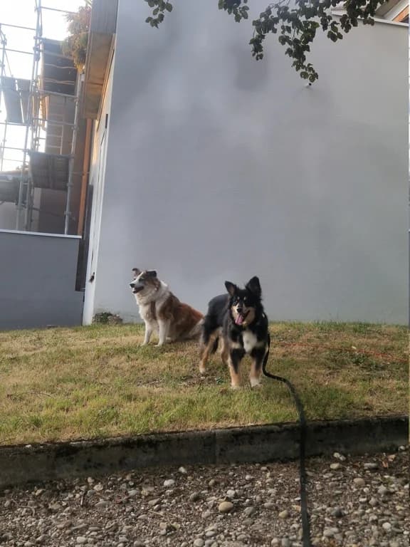 Sencha, female puppy Mixed Breed for adoption at Remember Me France