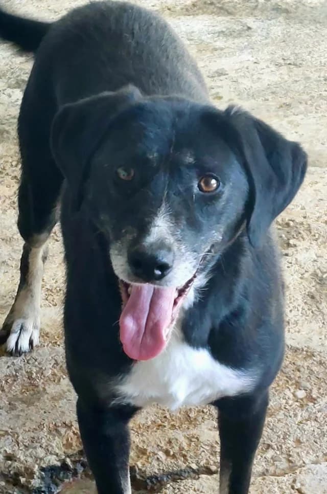 Symphonie, female 3yo Mixed Breed for adoption at Remember Me France