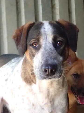 Galilei, male 3yo Mixed Breed for adoption at Remember Me France