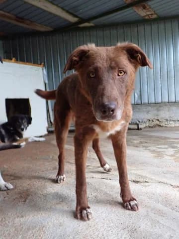 Solaar, male 3yo Mixed Breed for adoption at Remember Me France
