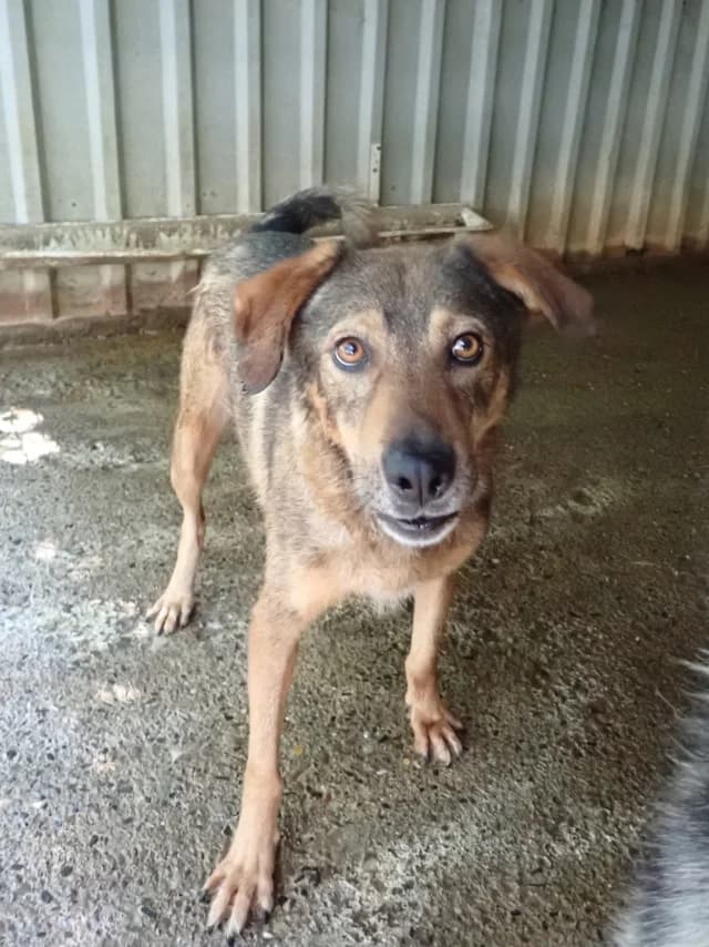 Snatch, male 3yo Mixed Breed for adoption at Remember Me France