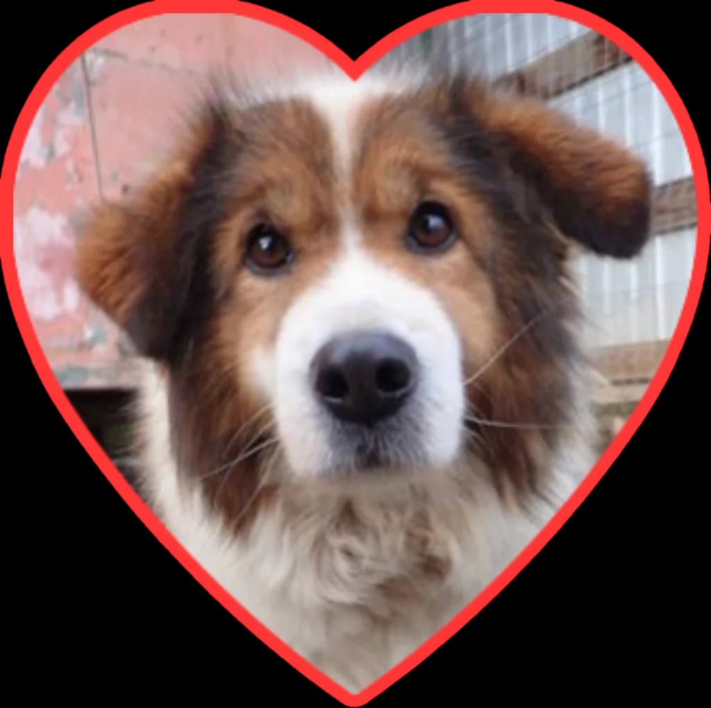 Anhour, male senior Mixed Breed for adoption at Remember Me France
