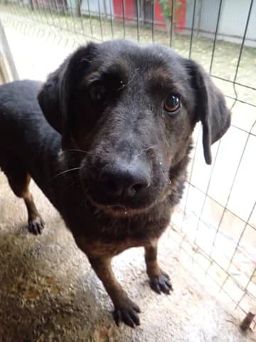 Jeep, male 3yo Mixed Breed for adoption at Remember Me France