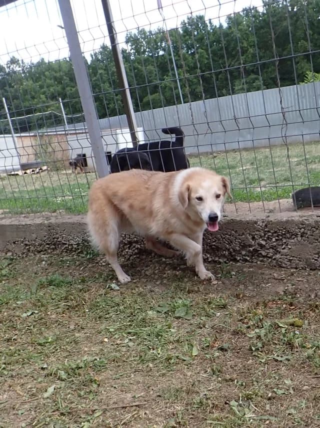 Benjamine, female 6yo Mixed Breed for adoption at Remember Me France