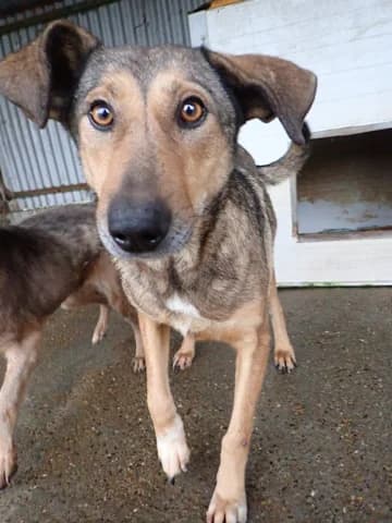 Ciacova, female young Mixed Breed for adoption at Remember Me France