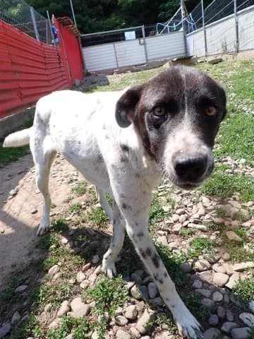 Jeanette, female young Mixed Breed for adoption at Remember Me France