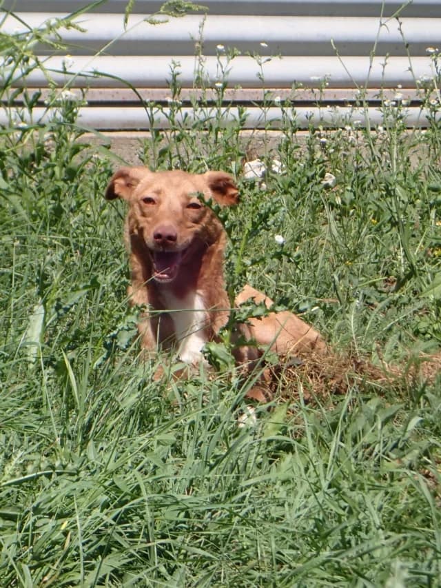 Lipova, female young Mixed Breed for adoption at Remember Me France