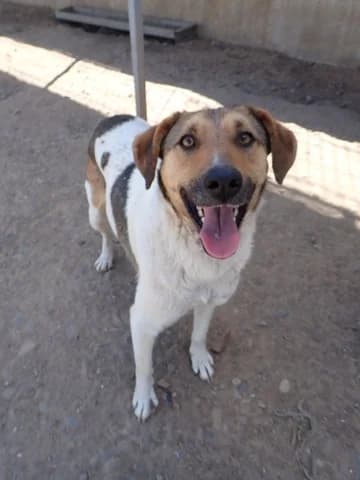 Titoon, male 3yo Mixed Breed for adoption at Remember Me France