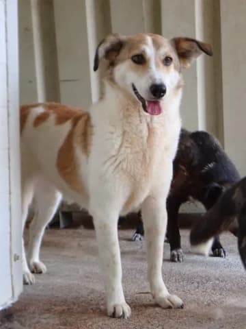 Venus, female 3yo Mixed Breed for adoption at Remember Me France