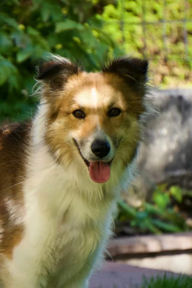 Terra, female young Mixed Breed for adoption at Remember Me France