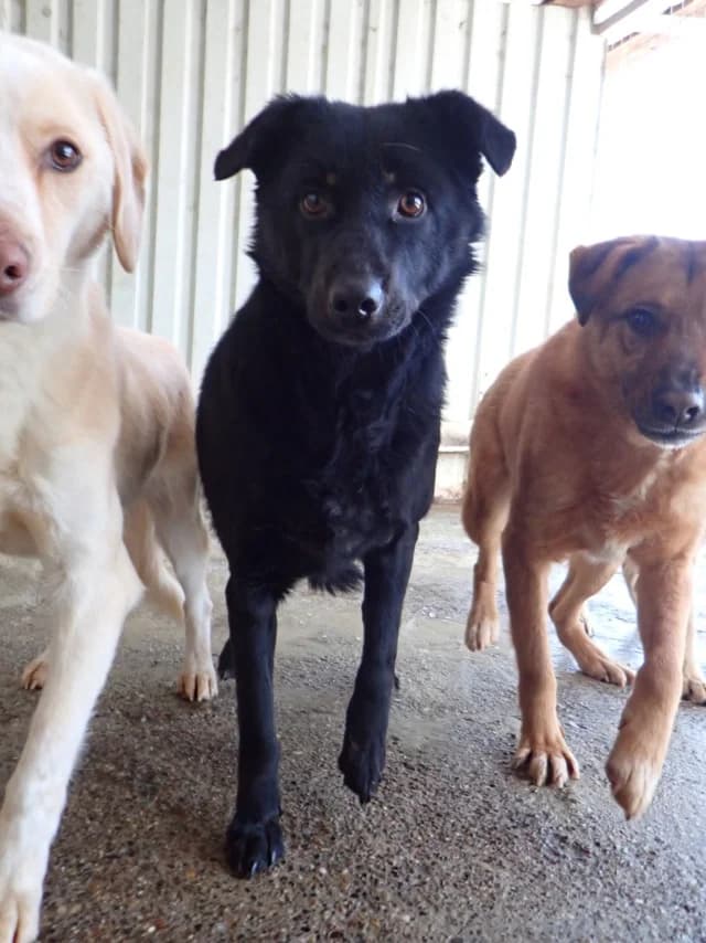 Brianna, female 5yo Mixed Breed for adoption at Remember Me France