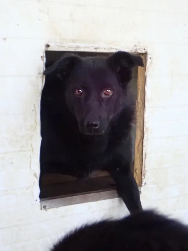 Brianna, female 5yo Mixed Breed for adoption at Remember Me France