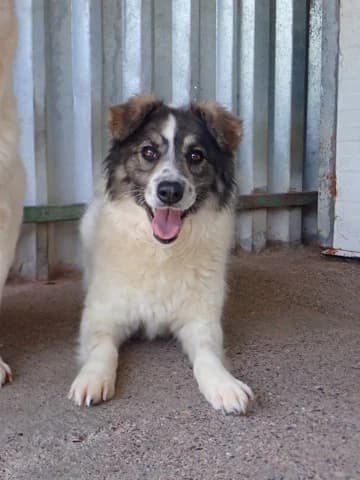 Coral, female young Mixed Breed for adoption at Remember Me France