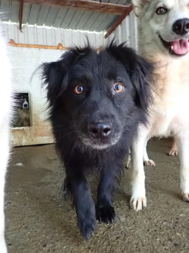 Fantasio, male young Mixed Breed for adoption at Remember Me France
