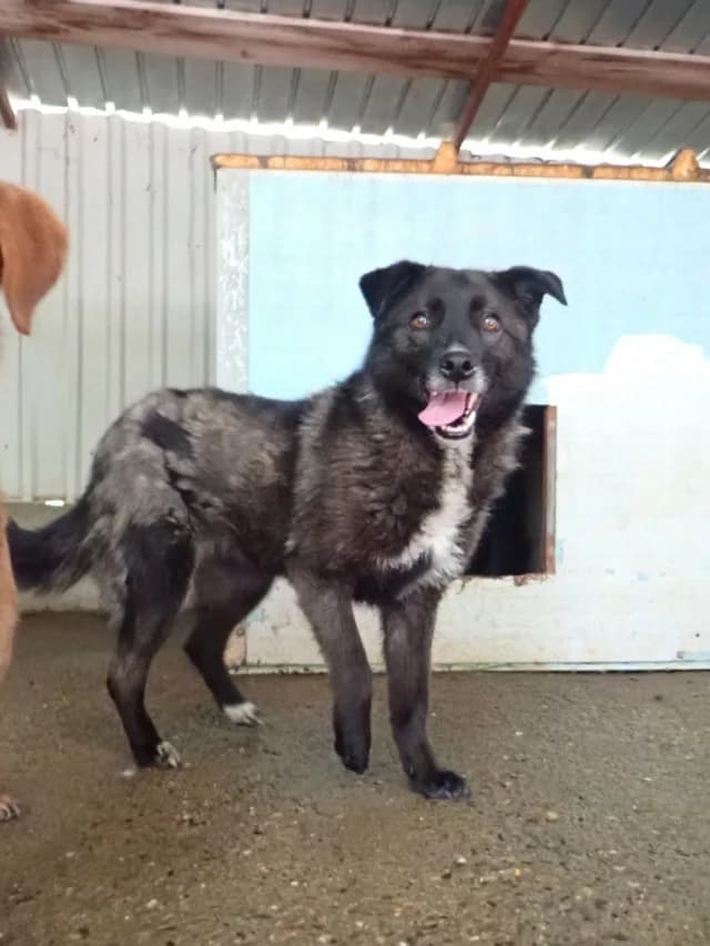 Aponia, female young Mixed Breed for adoption at Remember Me France