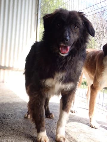 Groove, male 3yo Mixed Breed for adoption at Remember Me France