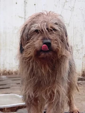 Igor, male 3yo Mixed Breed for adoption at Remember Me France