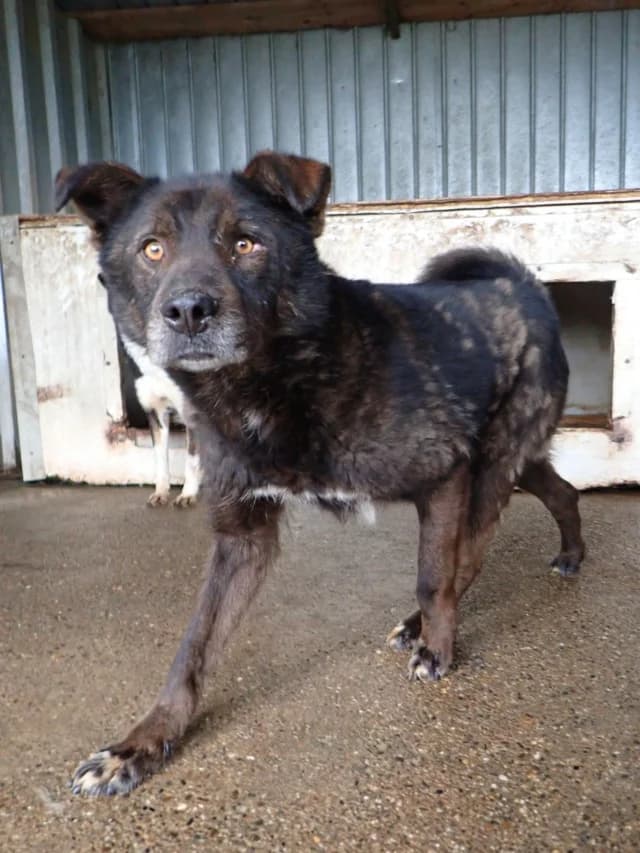Tomm, male 4yo Mixed Breed for adoption at Remember Me France