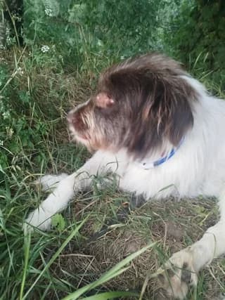 Burton, male 4yo Mixed Breed for adoption at Remember Me France