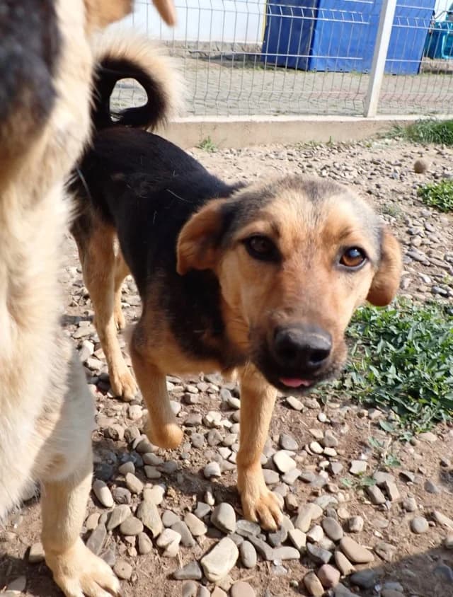 Gallagher, male 3yo Mixed Breed for adoption at Remember Me France