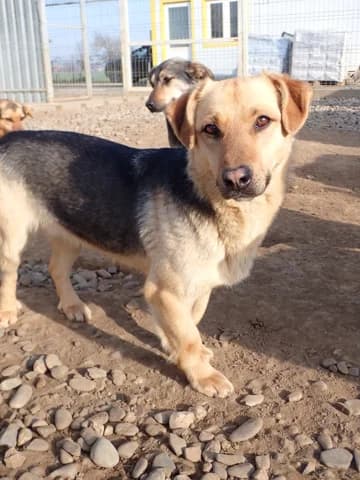 Halcyon, male 3yo Mixed Breed for adoption at Remember Me France