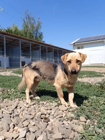 Halcyon, male 3yo Mixed Breed for adoption at Remember Me France