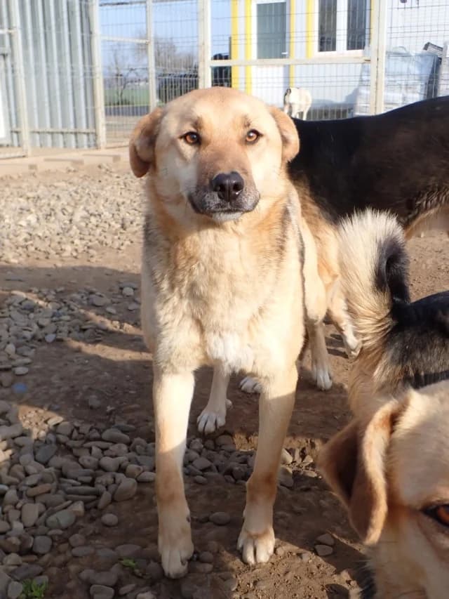 Harrison, male 3yo Mixed Breed for adoption at Remember Me France