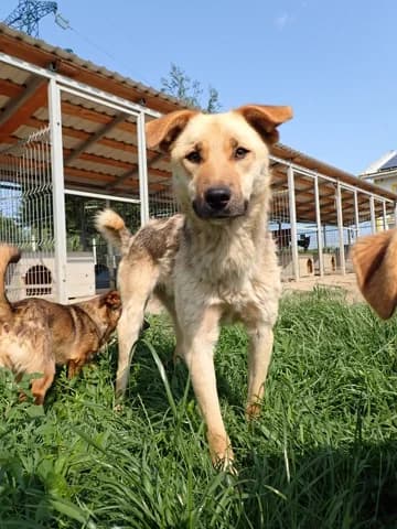 Harrison, male 3yo Mixed Breed for adoption at Remember Me France