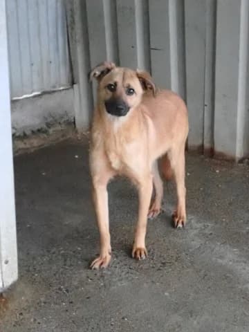 Howard, male 3yo Mixed Breed for adoption at Remember Me France