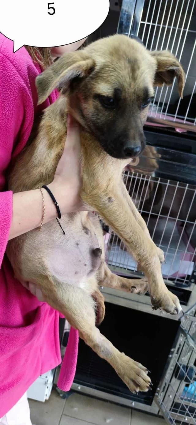 Howard, male 3yo Mixed Breed for adoption at Remember Me France