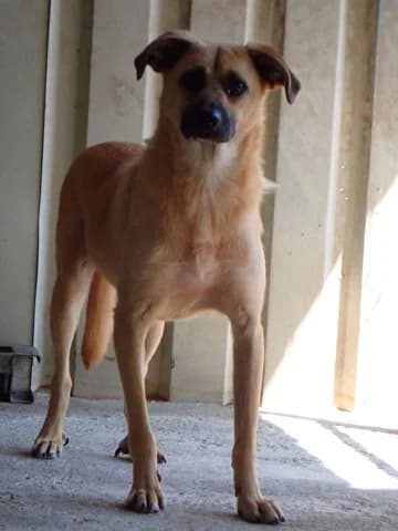 Howard, male 3yo Mixed Breed for adoption at Remember Me France