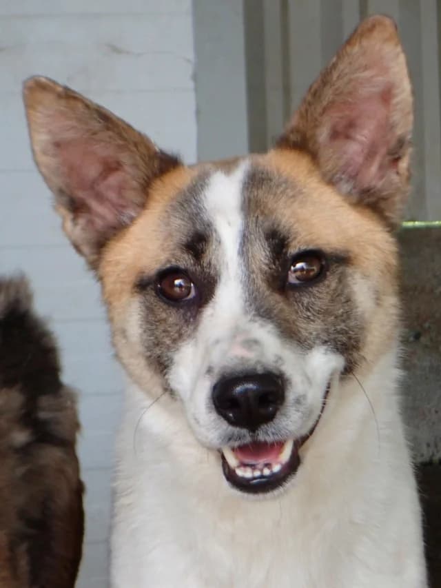 Milen, female puppy Mixed Breed for adoption at Remember Me France