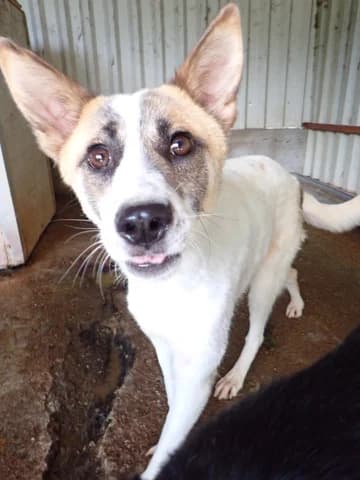 Milen, female puppy Mixed Breed for adoption at Remember Me France
