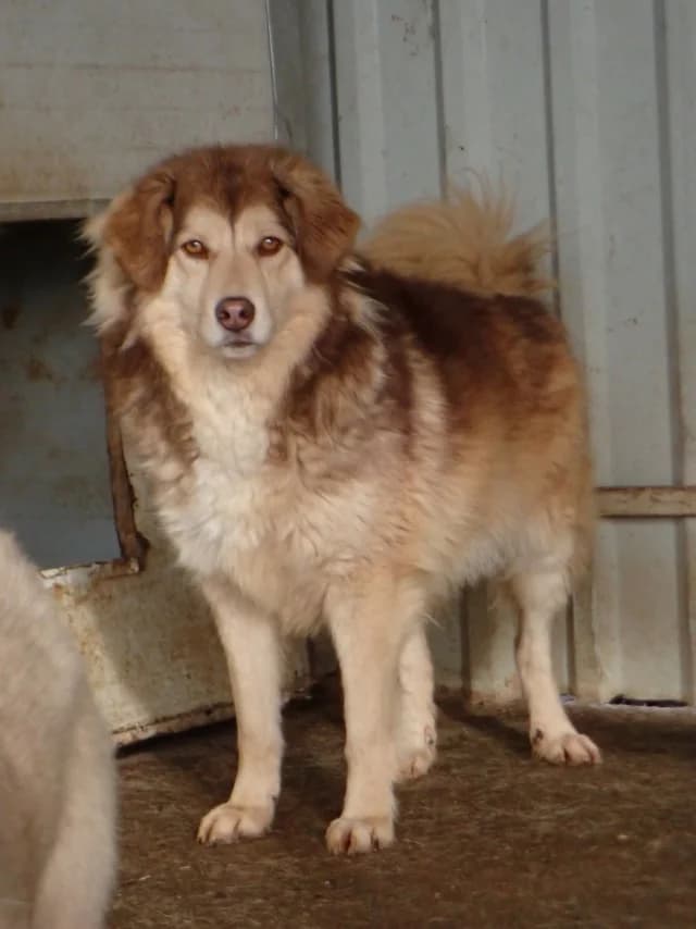 Selina, female young Mixed Breed for adoption at Remember Me France