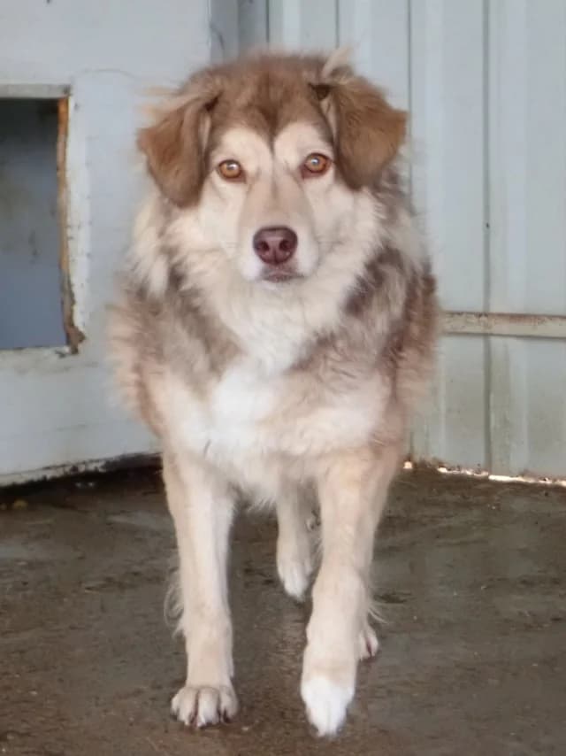 Selina, female young Mixed Breed for adoption at Remember Me France