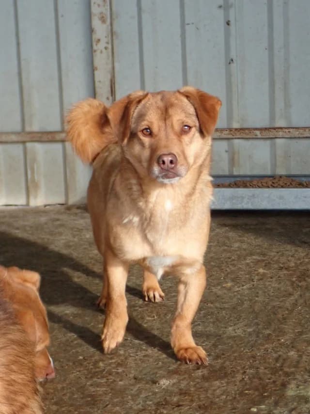 Kira, female young Mixed Breed for adoption at Remember Me France
