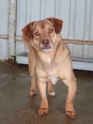 Kira, female young Mixed Breed for adoption at Remember Me France