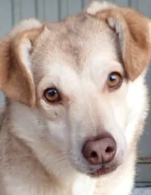 Sadie, female young Mixed Breed for adoption at Remember Me France