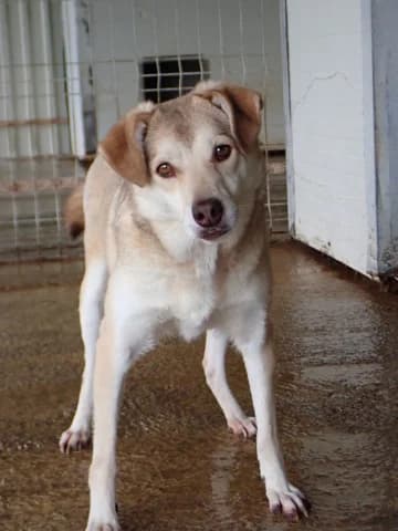 Sadie, female young Mixed Breed for adoption at Remember Me France