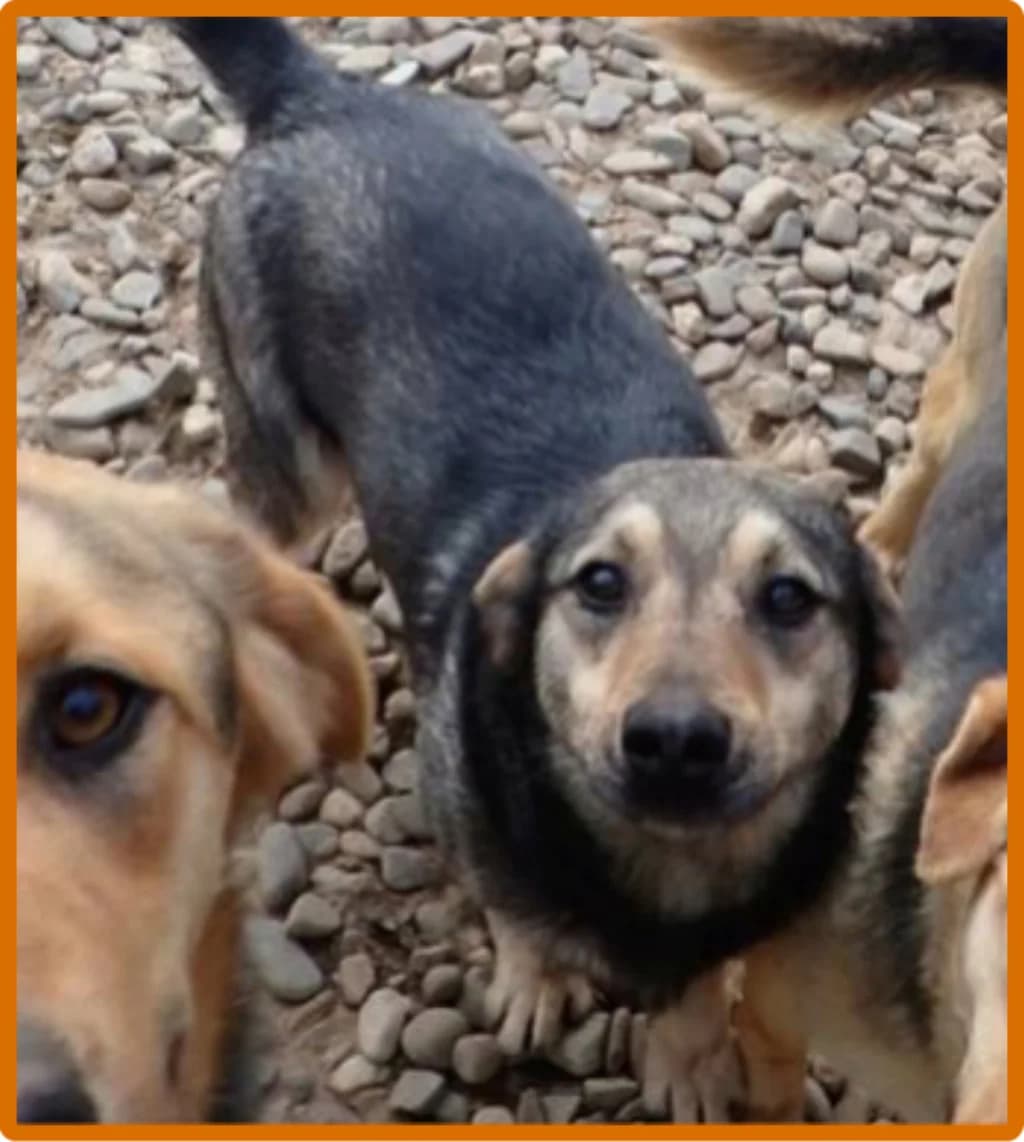Othello, male young Mixed Breed for adoption at Remember Me France