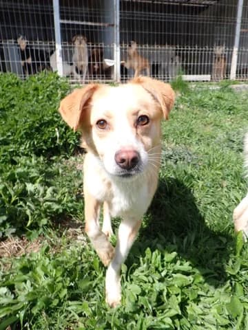 Rosalie, female 3yo Mixed Breed for adoption at Remember Me France