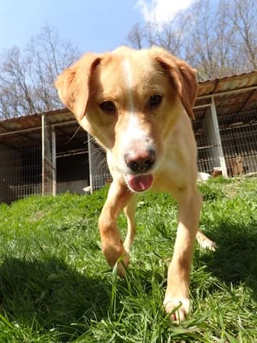 Pokemon, male 3yo Mixed Breed for adoption at Remember Me France