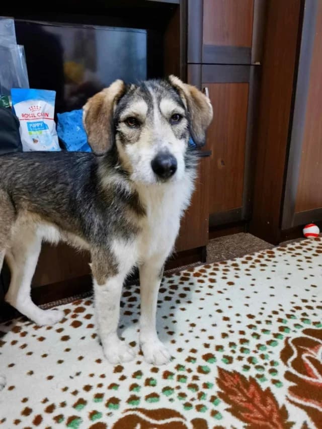 Reuben, male 3yo Mixed Breed for adoption at Remember Me France
