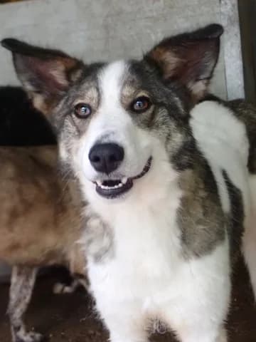 Ezra, male young Mixed Breed for adoption at Remember Me France