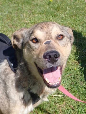 Guss, male puppy Mixed Breed for adoption at Remember Me France