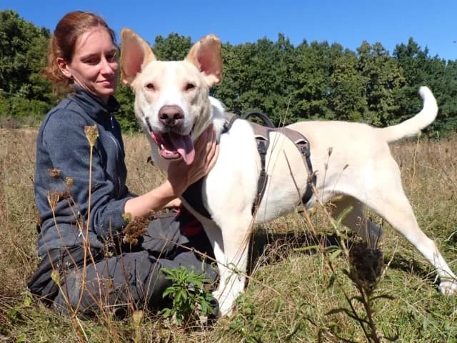 Baylan, male Mixed Breed for adoption at Remember Me France