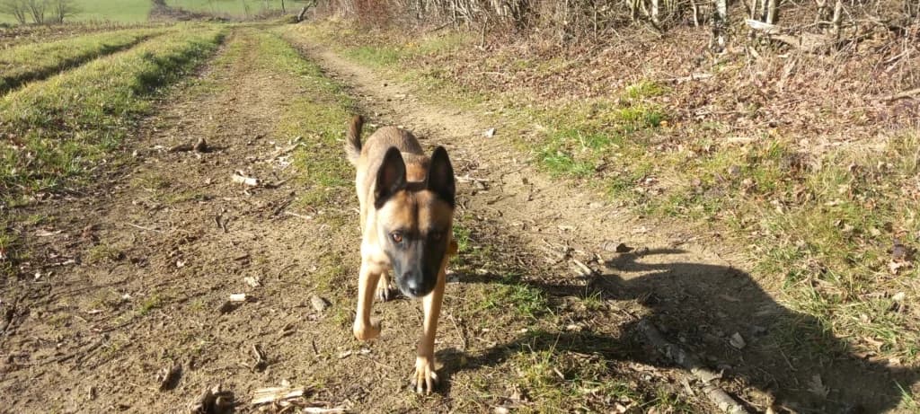 Bingo, male young Mixed Breed for adoption at Remember Me France