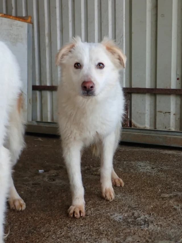 Butterfly, female young Mixed Breed for adoption at Remember Me France