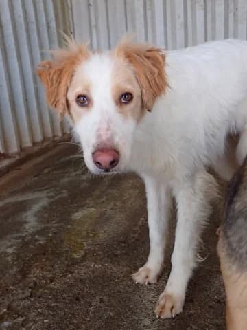 Newbeetle, male young Mixed Breed for adoption at Remember Me France