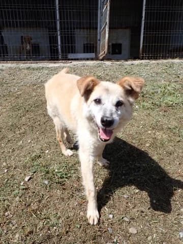 Tikk, male senior Mixed Breed for adoption at Remember Me France